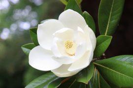 Blown,Beautiful,Magnolia,Flower,On,A,Tree,With,Green,Leaves.