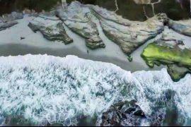 Pelicans use wind from ocean waves to save energy