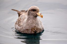 Pumice solved the mysterious deaths of seabirds