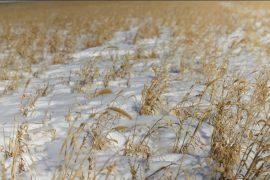 SnowEx aims to advance satellite remote sensing