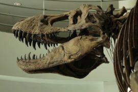 How tyrannosaurs grew into fierce predators