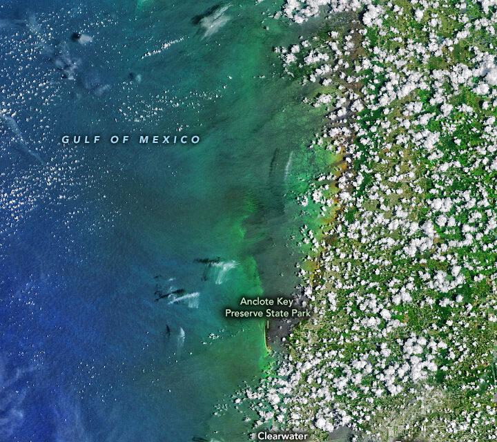 Summer algae bloom reaches Tampa Bay
