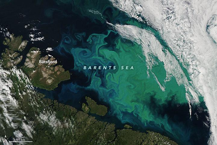 The Barents Sea transformed by phytoplankton