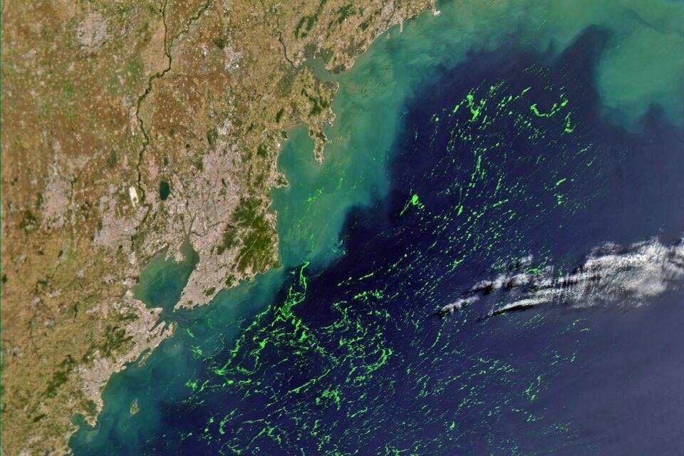 Massive algae bloom in the Yellow Sea