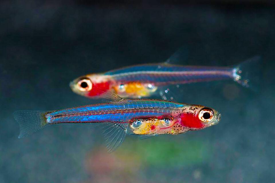Paedocypris progenetica fish