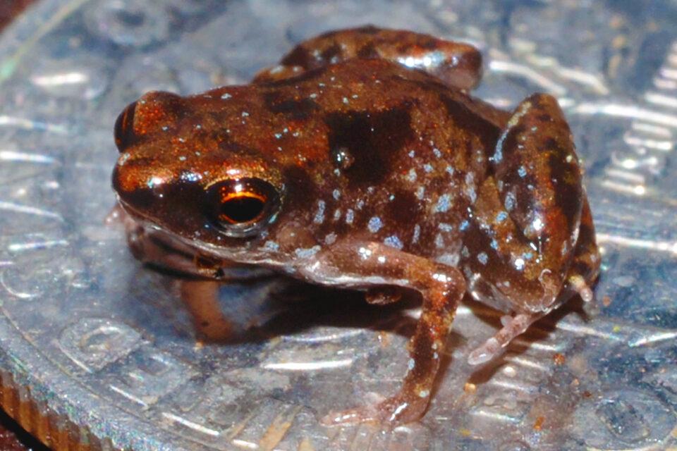Paedophryne amauensis frog
