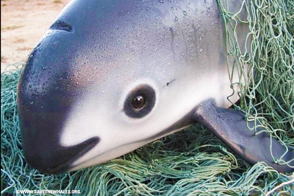 Vaquita dolphin