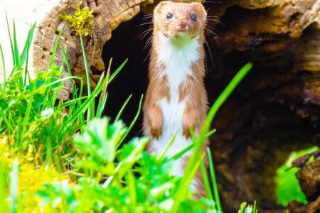 2021/08/least-weasel_Mustela-nivalis_1medium.jpg