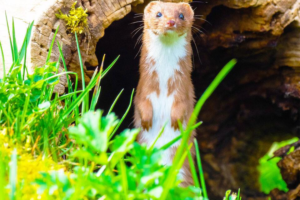 Least weasels