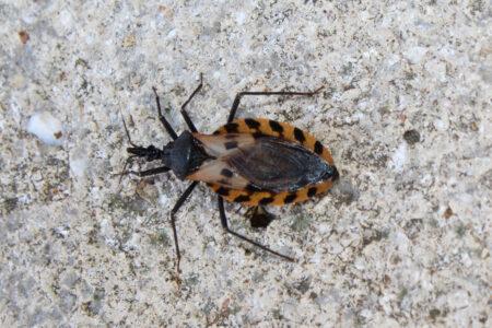 Black,And,Brown,Kissing,Bug.