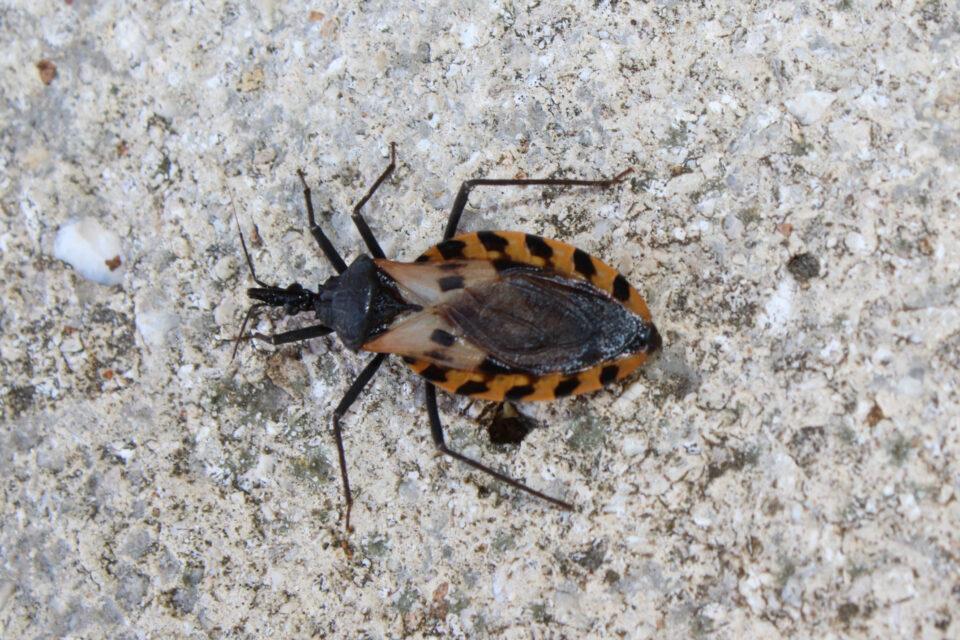 Kissing Bugs