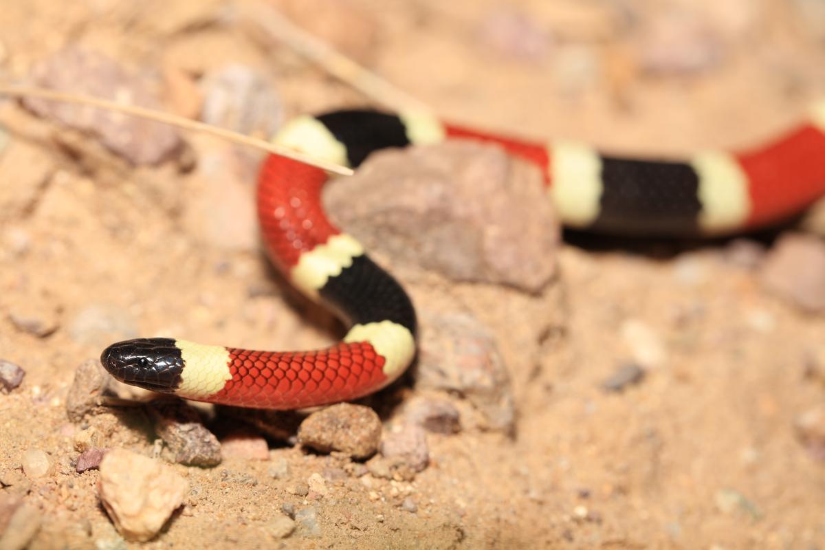 Sonoran Coral Snake