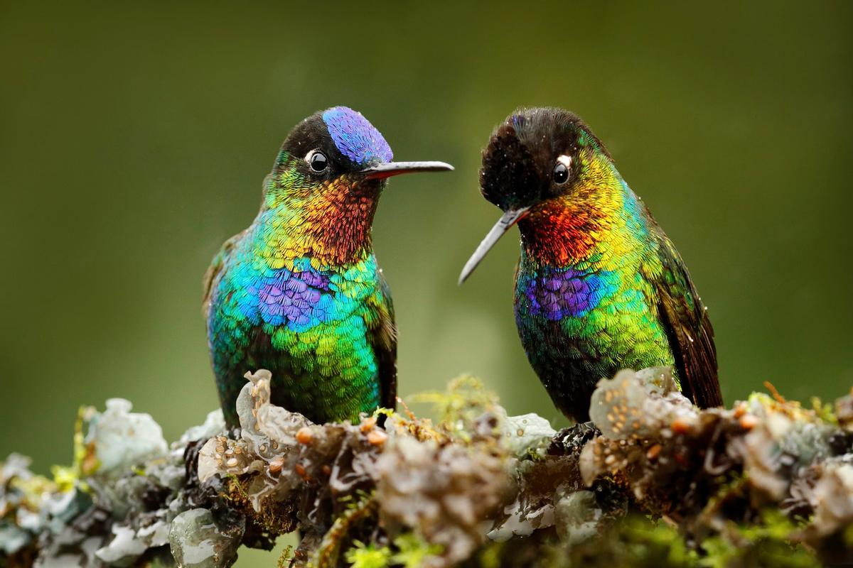 Fiery-throated Hummingbird