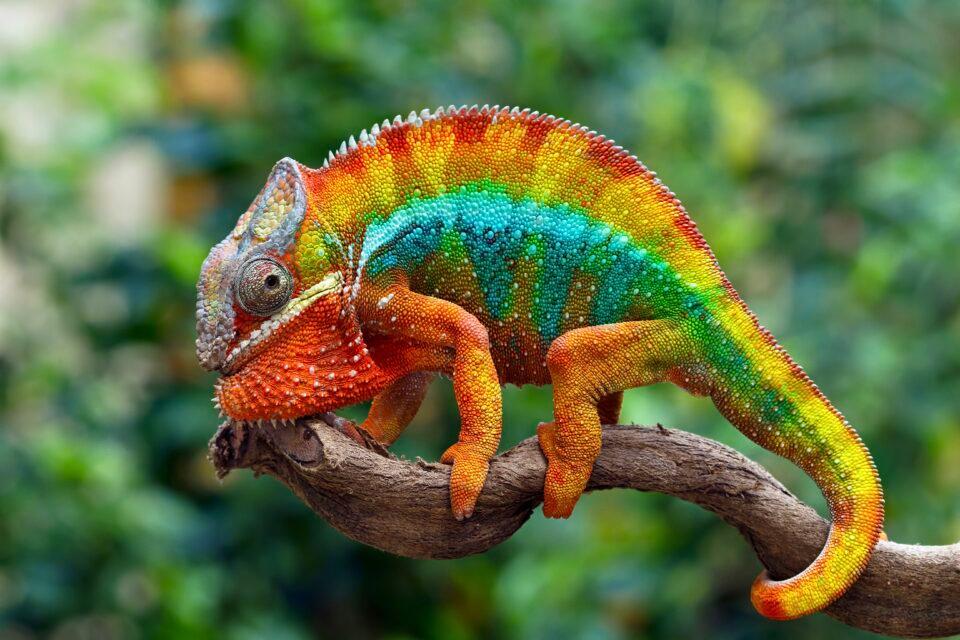 Chameleon