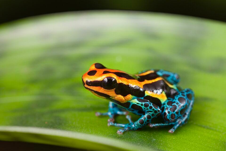 Poison Dart Frog