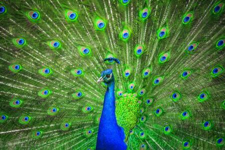 Portrait of beautiful peacock with feathers out