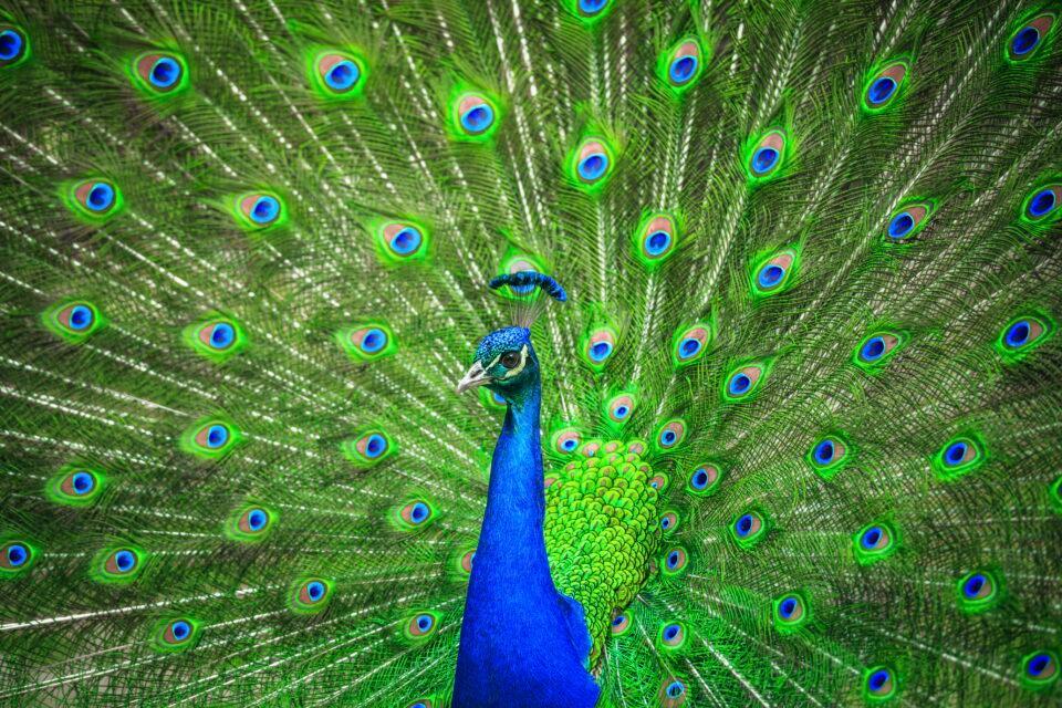 Indian Peacock