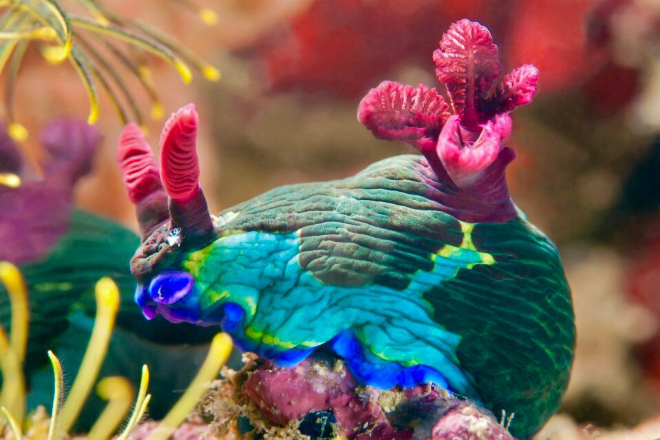 Nudibranch