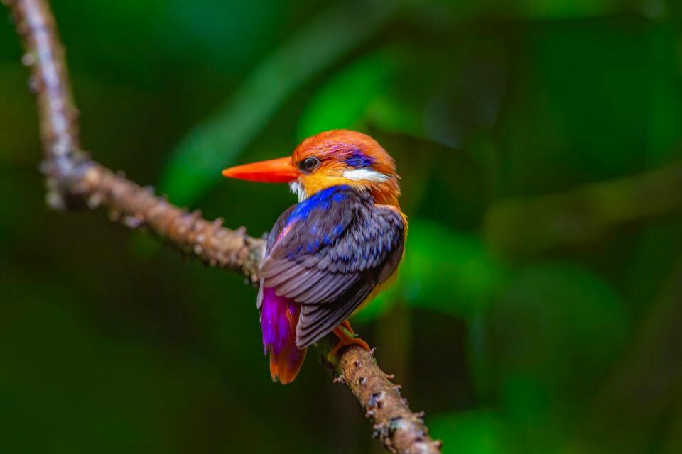 Oriental Dwarf Kingfisher