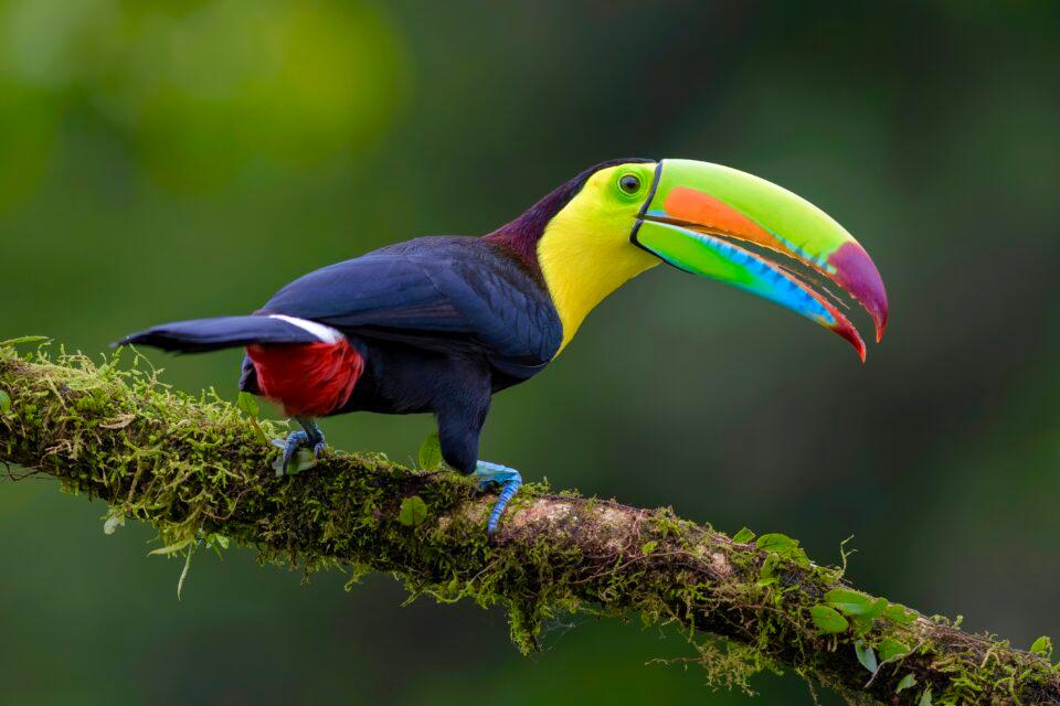 Keel-Billed Toucan