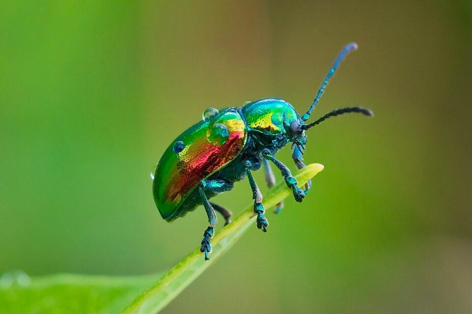 Dogbane Leaf Beetle