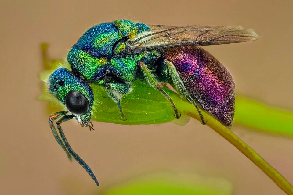 Cuckoo Wasp