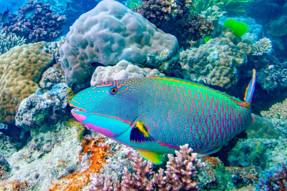 Rainbow Parrotfish