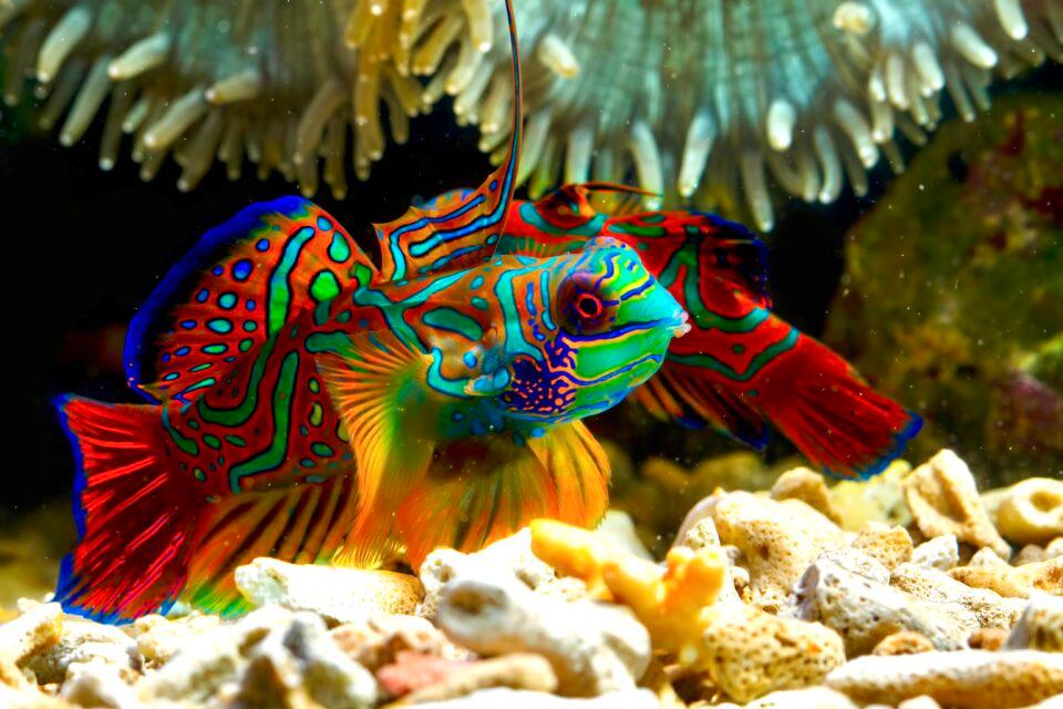 Mandarin Fish