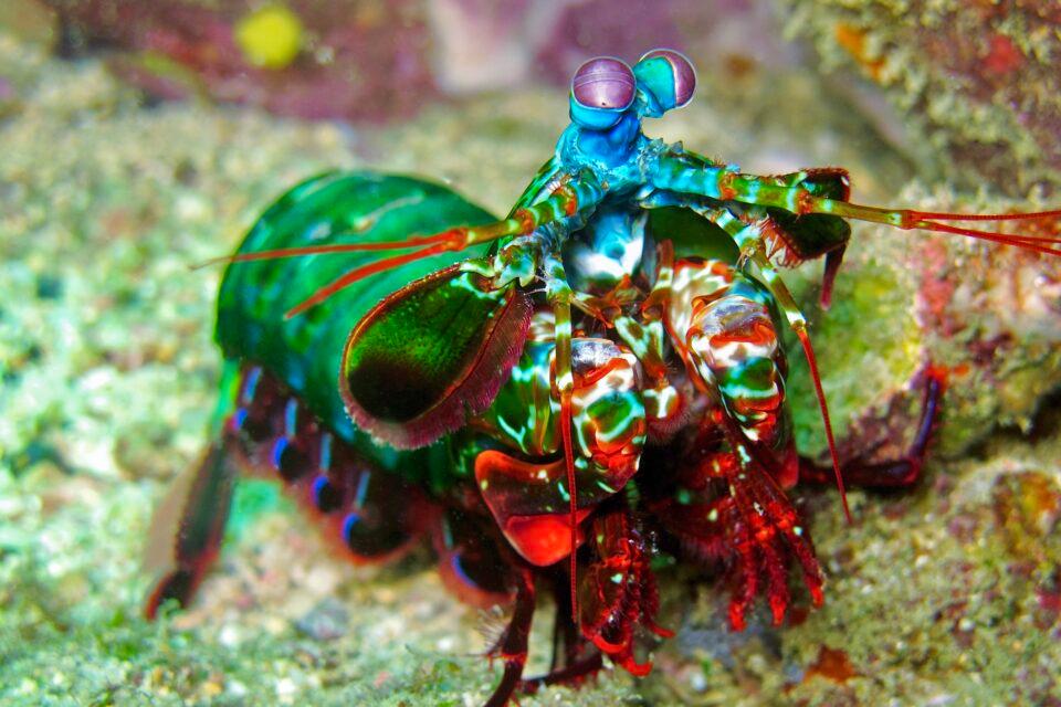 Peacock Mantis Shrimp