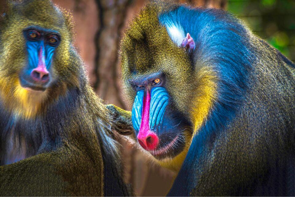 Mandrill