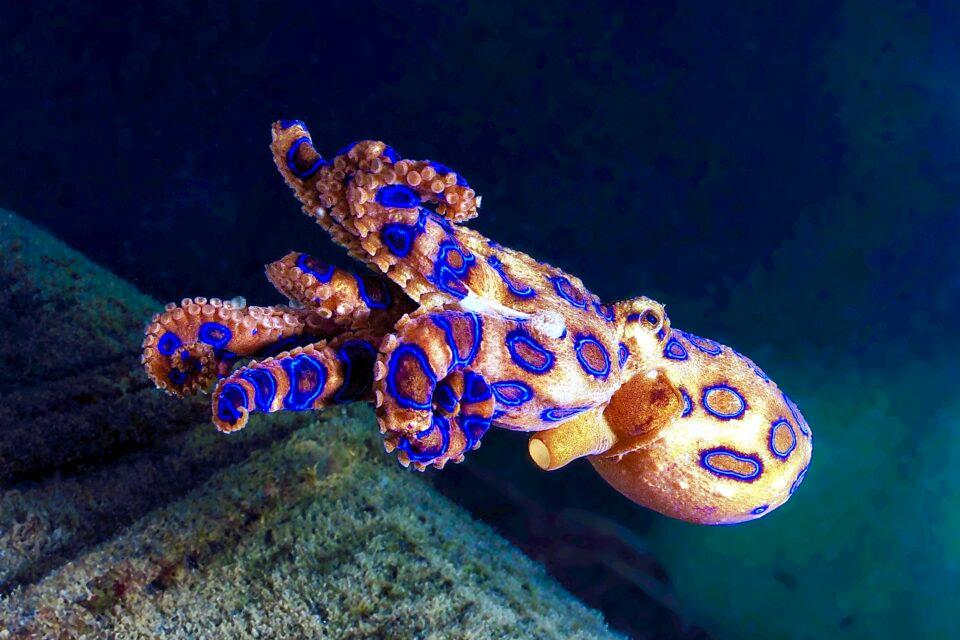 Blue Ringed Octopus