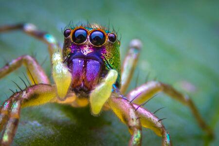 jumping spider with big round eyes