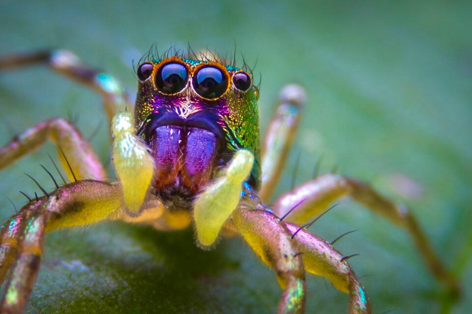Peacock Spider