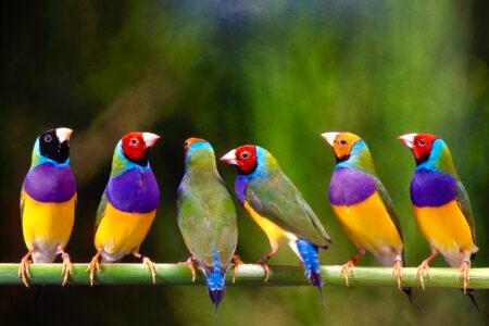 gouldian finch in birdcage