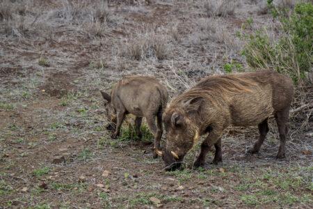 Boars,Eating,In,Wild,Nature