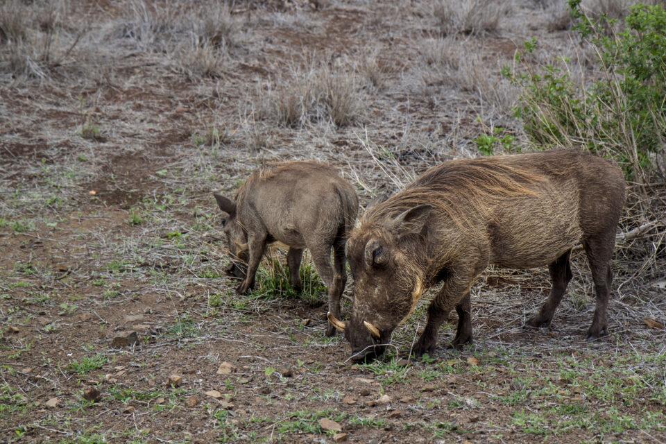 Wild Boar