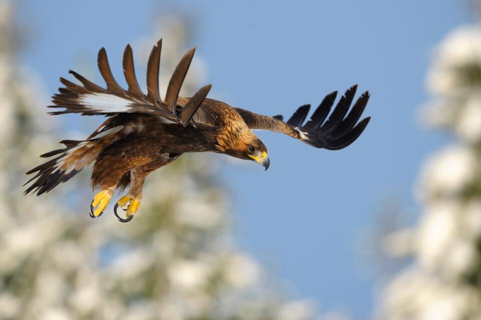 Golden Eagle