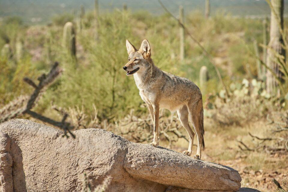 Coyote