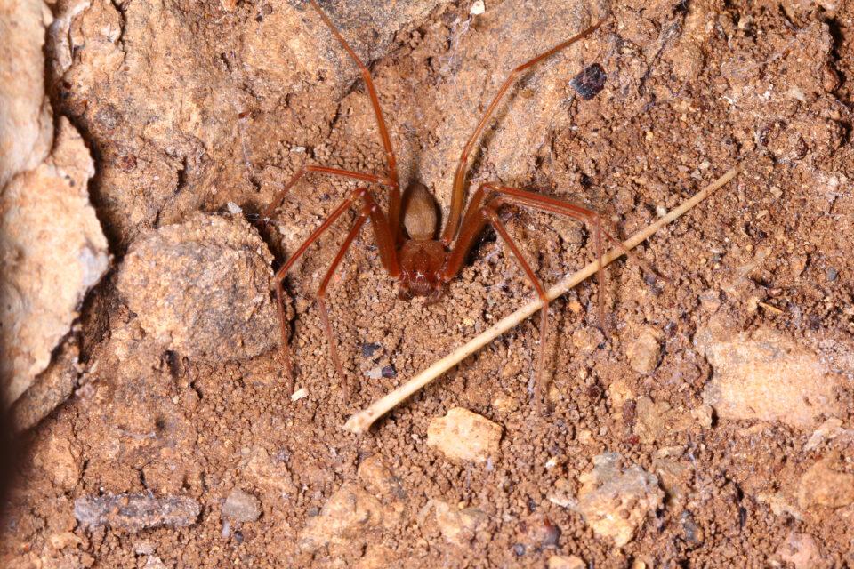Brown Recluse Spider