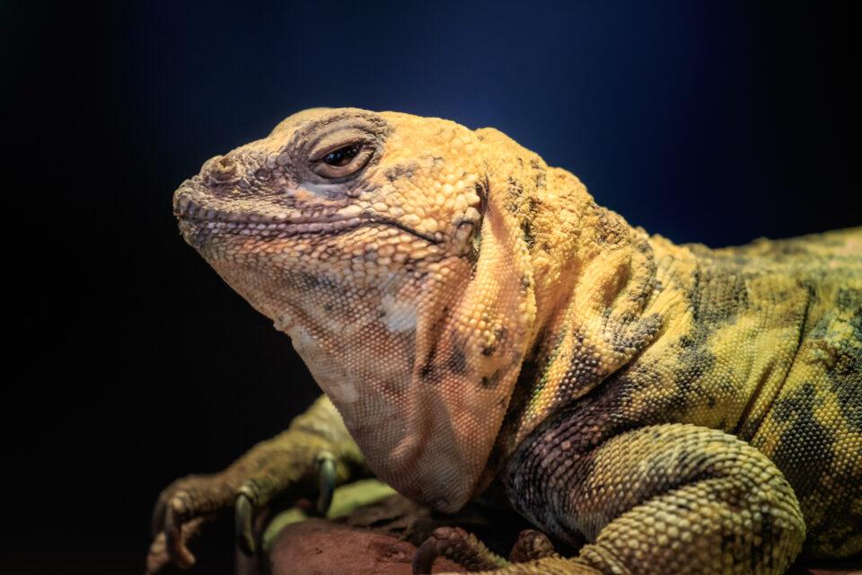 Mexican Bearded Lizard