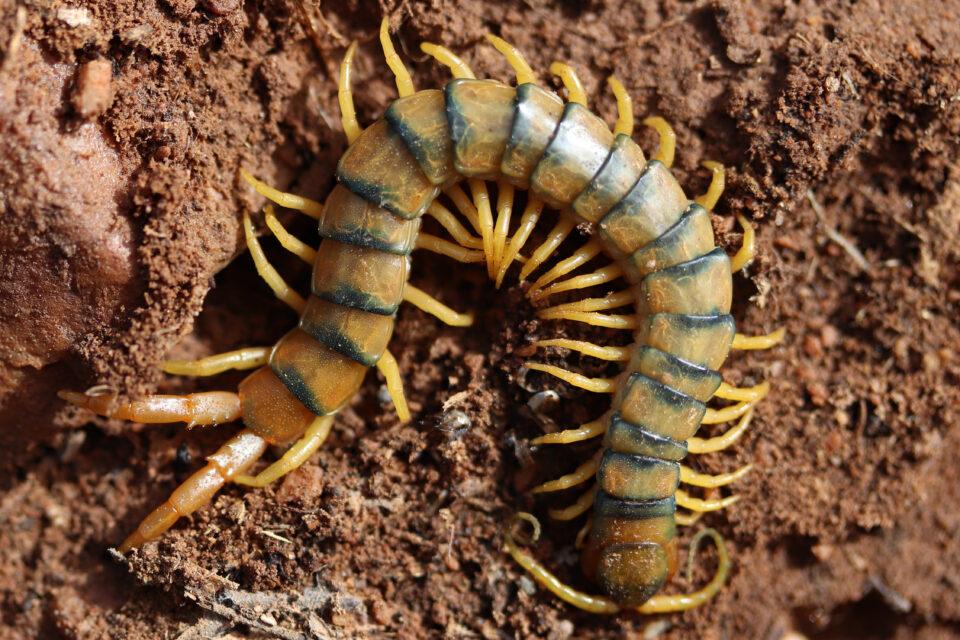 Centipede