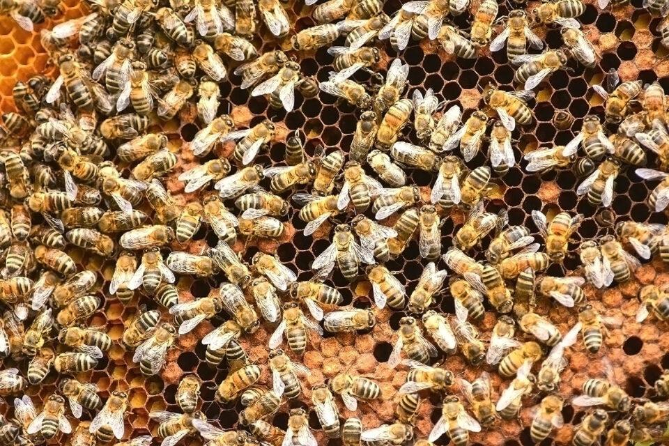 Africanized Honey Bees