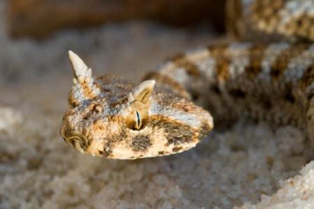 Baby,Desert,Horned,Viper,In,Sand