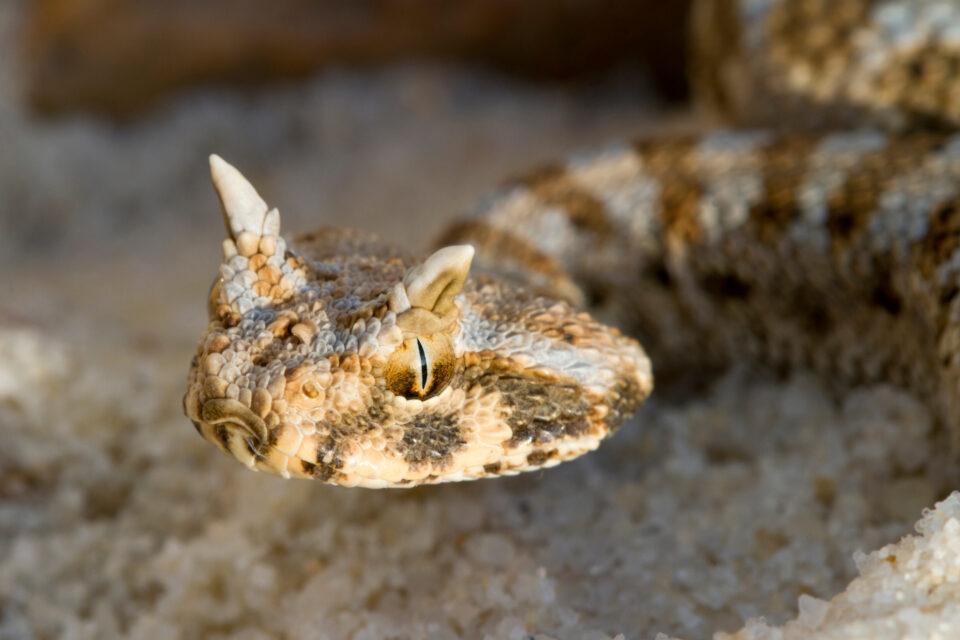 Desert Horned Viper