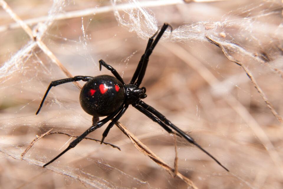 Black Widow Spider