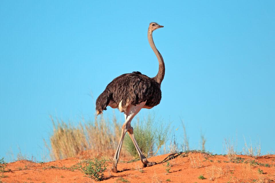 Ostrich