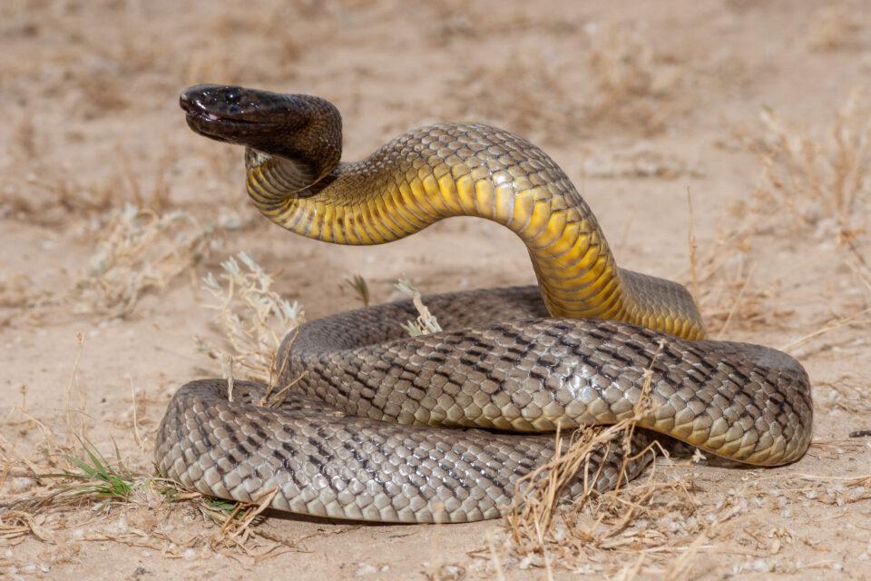 Inland Taipan