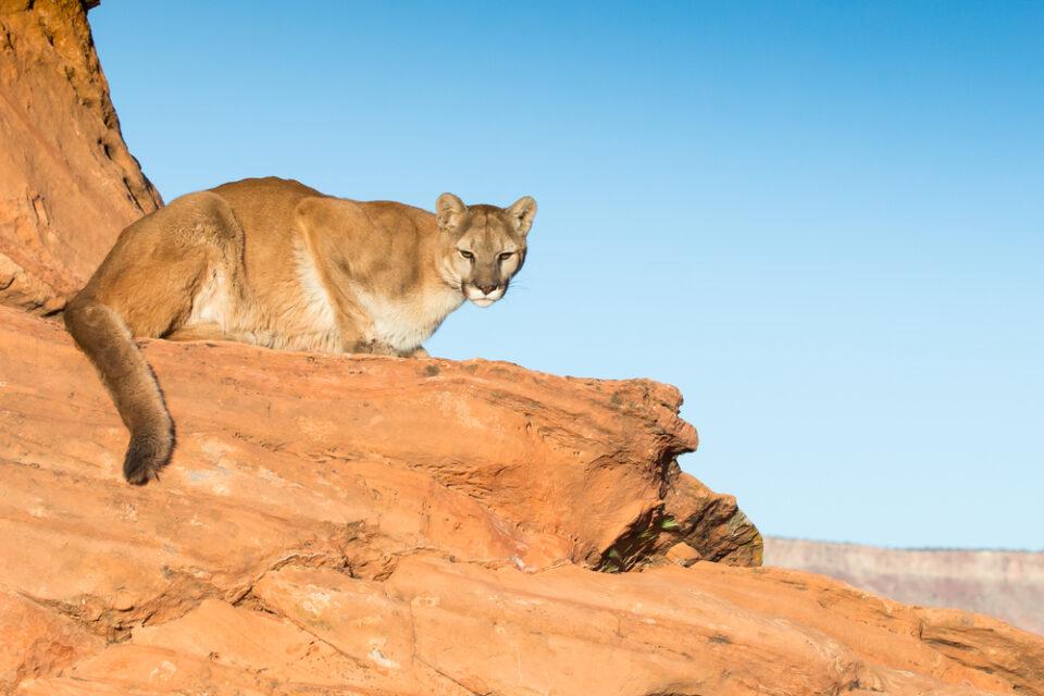 Cougar