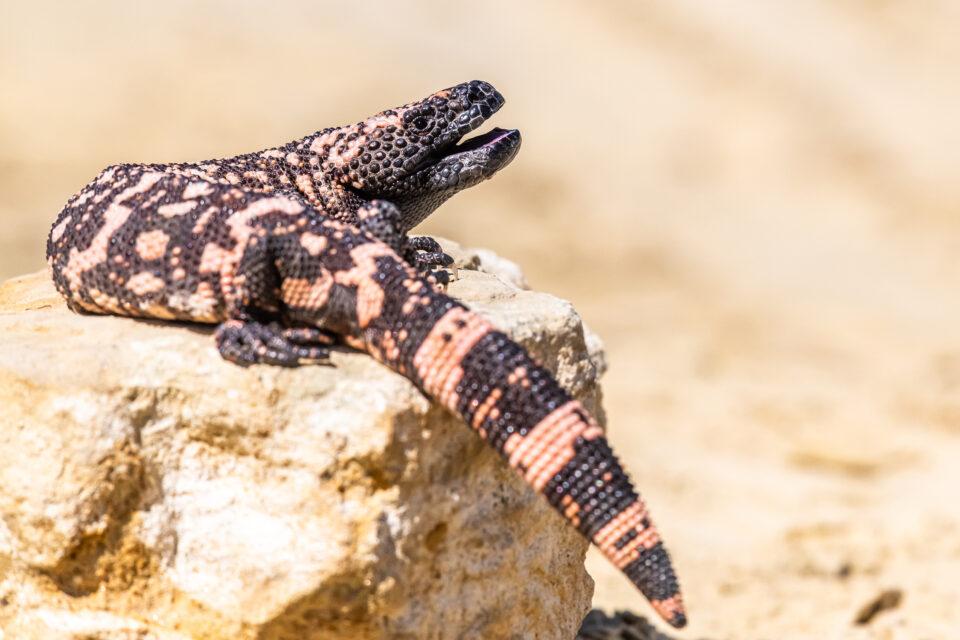 Gila Monster