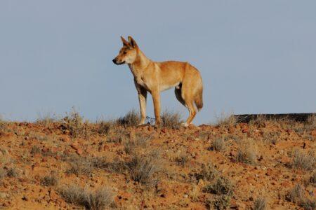 Dingo,In,The,Wild